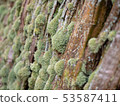 苔蘚長在樹幹上 53587411