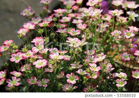 Petrel's flowers Petrel's flowers 53588010