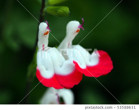 兩朵熱唇花(兩隻小鳥?) 兩朵熱唇花(兩隻小鳥?) 53588631