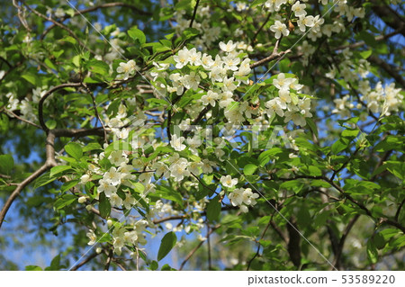 Konashi in full bloom 53589220