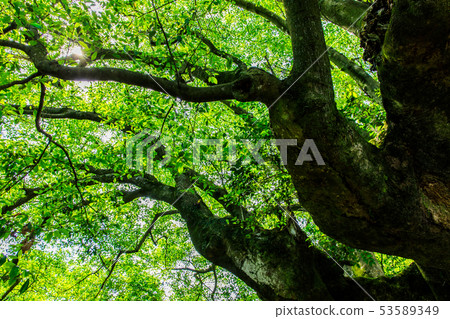 Konagai's Ogatamanaki [Onagaya Town, Nagasaki Prefecture] 53589349