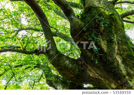 Konagai's Ogatamanaki [Onagaya Town, Nagasaki Prefecture] 53589350