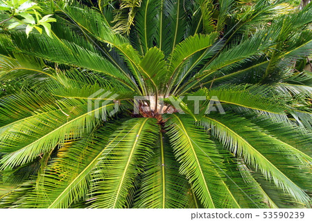 Sautetsu（雌花芽） 53590239