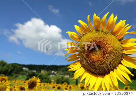 sunflower sunflower 53590874