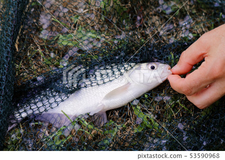 Freshwater fish on green grass. 53590968