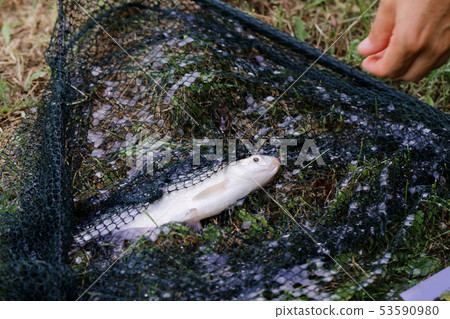 Freshwater fish on green grass. Freshwater fish on green grass. 53590980