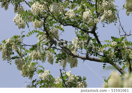 Hariju (cecacias) flowers and titmouse 53591061
