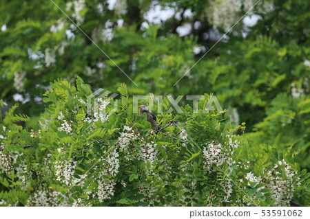 Hari-enj (Black-eared acacia) flowers and starling Hari-enj (Black-eared acacia) flowers and starling 53591062