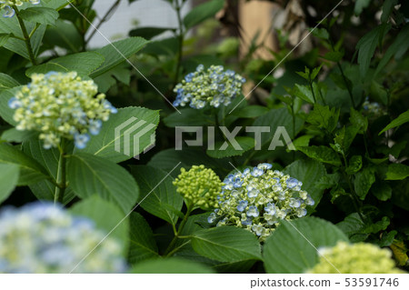 Hydrangea Hydrangea flower June flower rainy season Hydrangea Hydrangea flower June flower rainy season 53591746