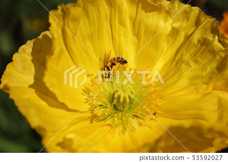 罌粟和蜂蜜鯖魚。 +：*罌粟* +。 ：*。◦・ 53592027