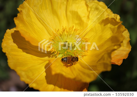 罌粟和蜂蜜鯖魚。 +：*罌粟* +。 ：*。◦・ 53592030