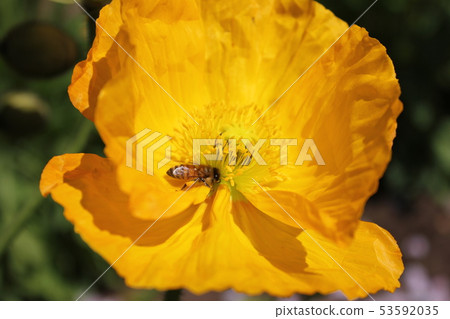 Poppy and honey mackerel. +: *Poppy*+. :*.◦・ 53592035