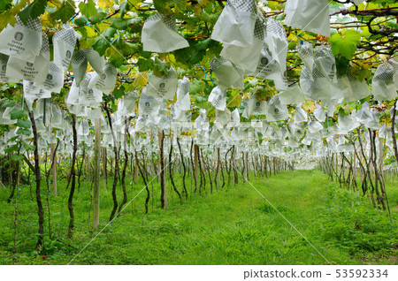 Fresh grapes - fruit Fresh grapes - fruit 53592334