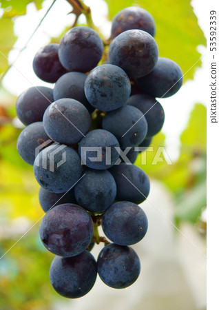 Fresh grapes - fruit Fresh grapes - fruit 53592339