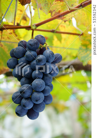 Fresh grapes - fruit 53592342