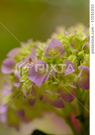 hydrangea   53592850