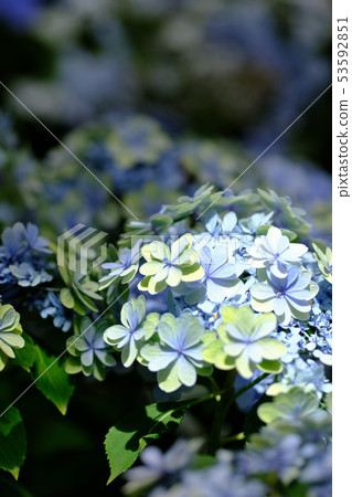 hydrangea   53592851