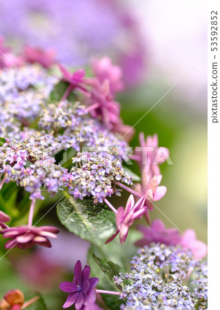 hydrangea   53592852