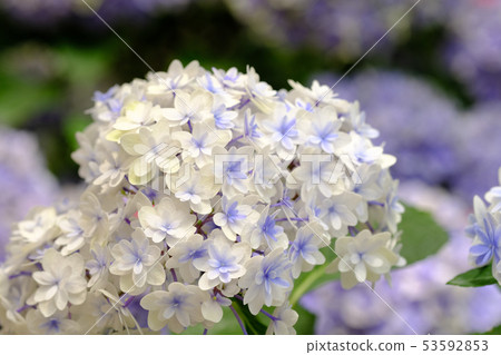 hydrangea   53592853