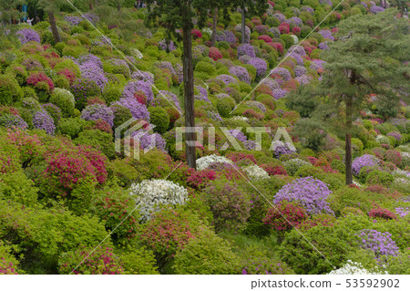 杜鵑花的森林 杜鵑花的森林 53592902
