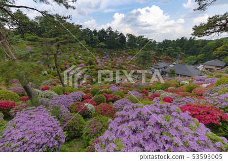 [Flower scenery] Shiofune Kannonji 53593005