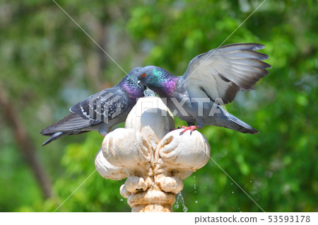 Dove and fountain 53593178