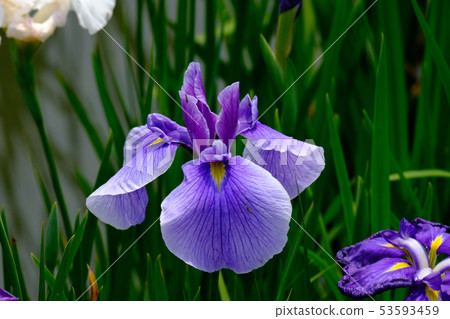Iris Iris 53593459