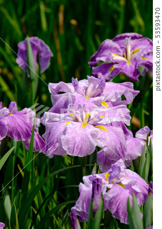 鳶尾花 53593470