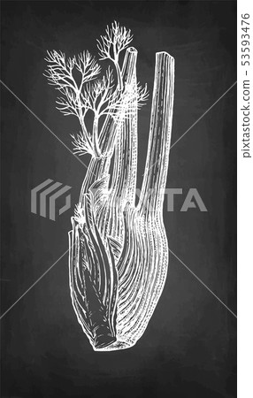 Chalk sketch of fennel bulbs 53593476