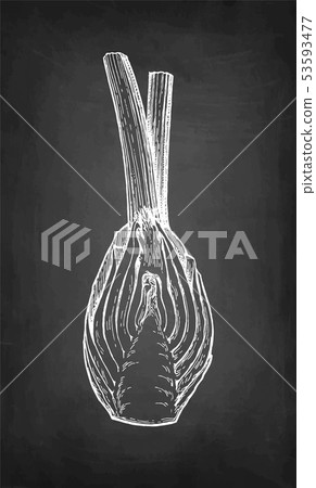 Chalk sketch of fennel bulbs 53593477