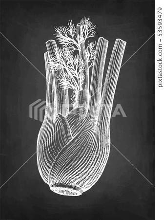 Chalk sketch of fennel bulbs 53593479