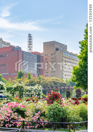 神奈川縣橫濱山下公園未來玫瑰園 53593499