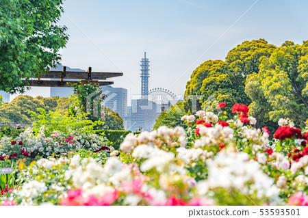 神奈川縣橫濱山下公園未來玫瑰園 53593501