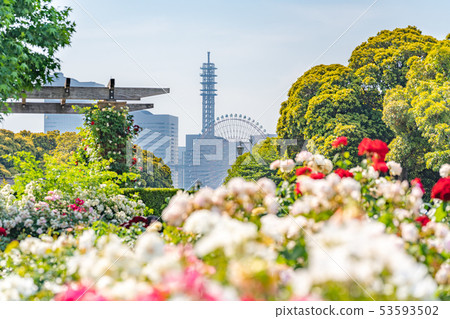 神奈川縣橫濱山下公園未來玫瑰園 53593502