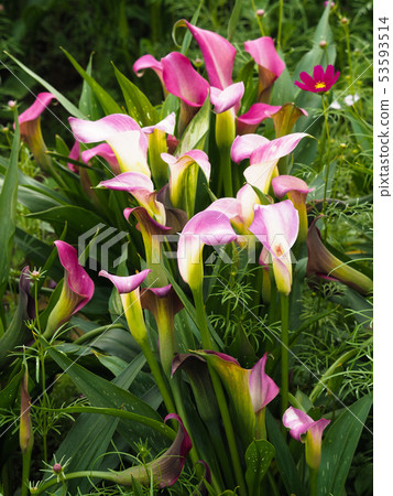 Flowers Flowers 53593514