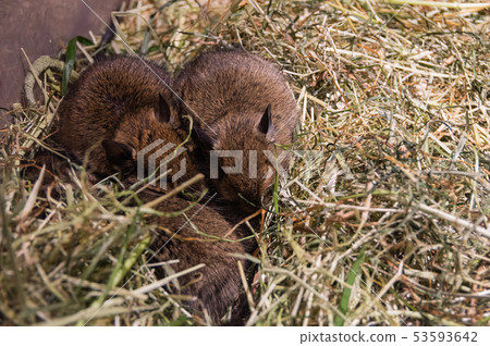 We all take a nap Degu 53593642