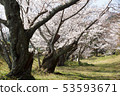 櫻桃老樹直徑 53593671