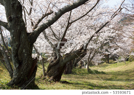 櫻桃老樹直徑 53593671