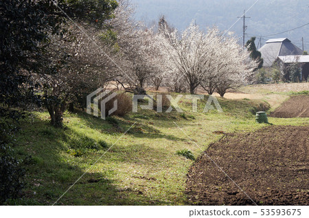 與李子森林的村莊風景 53593675