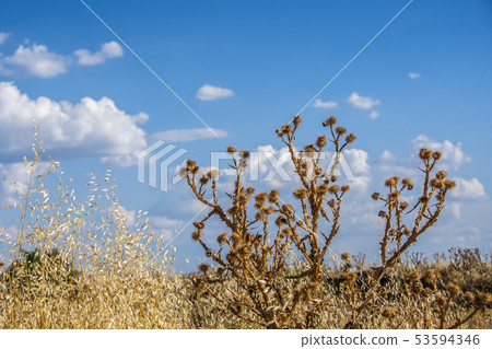 thistle and field in summer. Medinaceli Spain thistle and field in summer. Medinaceli Spain 53594346