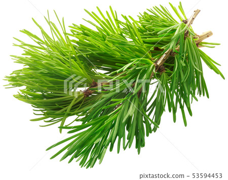 Branch of larch larix sibirica, paths Branch of larch larix sibirica, paths 53594453