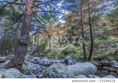 Mountain slope and pine forest. Madrid Spain 53594819