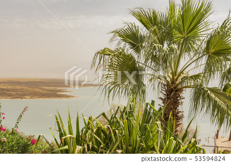 Palm tree and in background the Dead Sea Palm tree and in background the Dead Sea 53594824