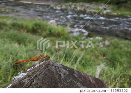 看河的蜻蜓1 53595502