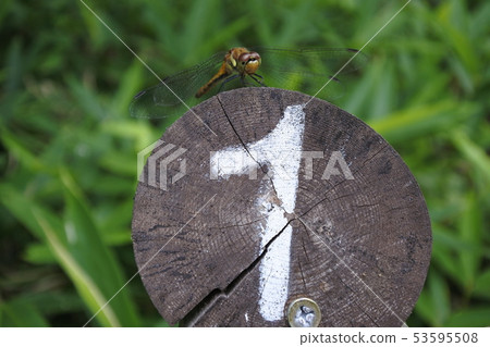 1號和蜻蜓 53595508