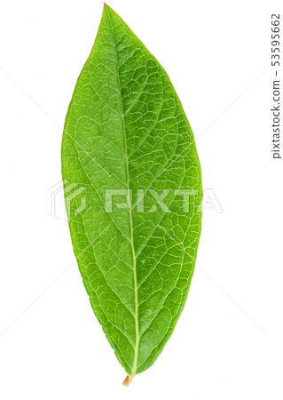 Blueberry leaf clipping path Blueberry leaf clipping path 53595662