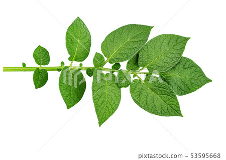 twig with green leaves of potatoes isolated on twig with green leaves of potatoes isolated on 53595668