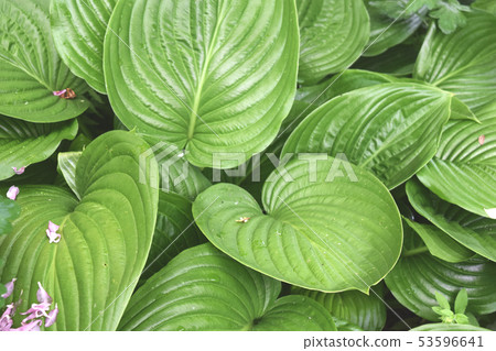 Plant Background For Your Design And Needs Plant Background For Your Design And Needs 53596641