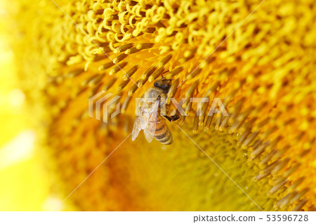 Bee and sunflower Bee and sunflower 53596728
