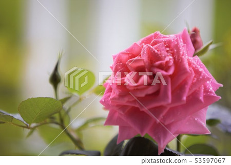 Roses in full bloom 53597067